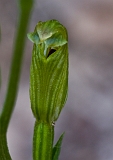 Pterostylis parviflora Tiny Greenhood(2)